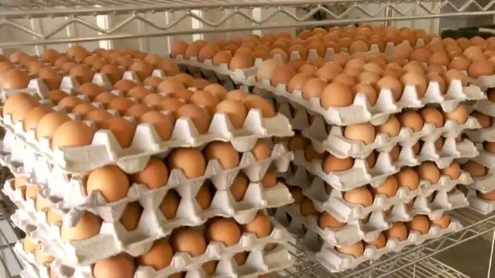 layer eggs